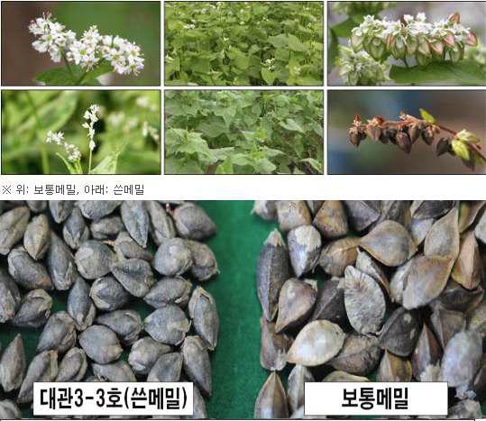 농촌진흥청 고령지농업연구센터에서 개발된 쓴메밀 품종과 보통메밀