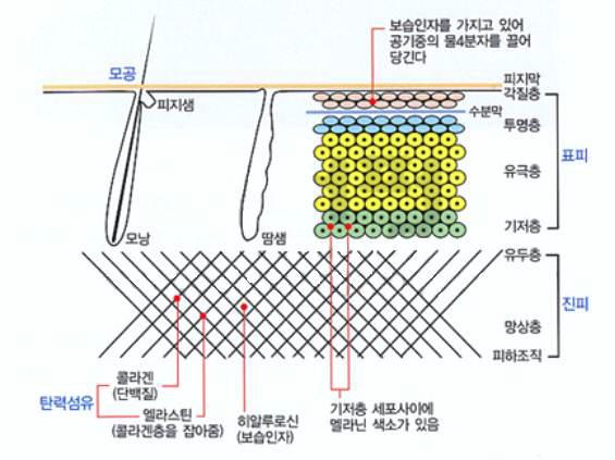 피부의 구조