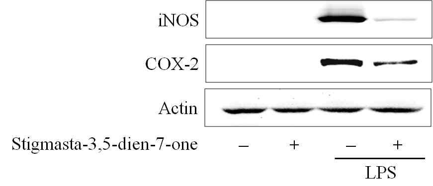 Effect on the expression of iNOS and COX-2 by Stigmasta-3,5-dien-7-one prepared from Phragmitis Rhizoma.