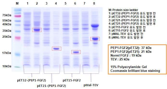 재조합 된 4개의 발현 유전자의 목적 단백질의 발현 유무 확인(SDS-PAGE 전기 영동 분석)