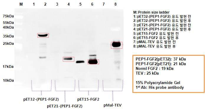재조합 된 4개의 발현 유전자의 목적 단백질의 발현 유무 확인(His Tag probe antibody를 이용한 Western blotting)