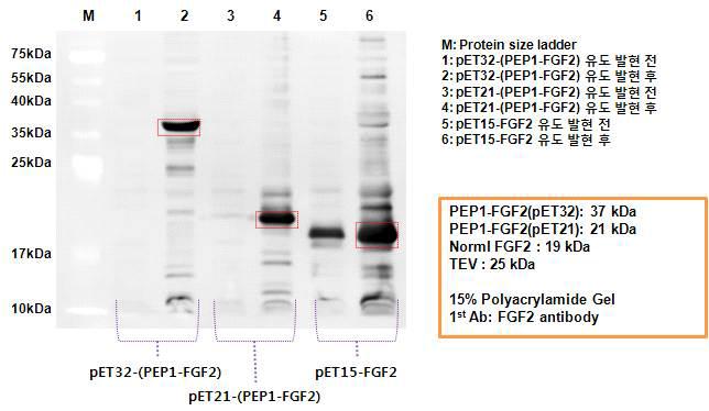 FGF2 융합 재조합 된 3개의 발현 유전자의 목적 단백질의 발현 유무 확인(FGF2 specific antibody를 이용한 Western blotting)