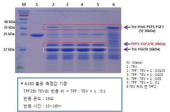 Trx-PEP1-FGF2의 TEV 처리 조건 및 결과