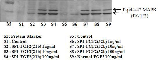SP1-FGF2의 cell signaling activity test