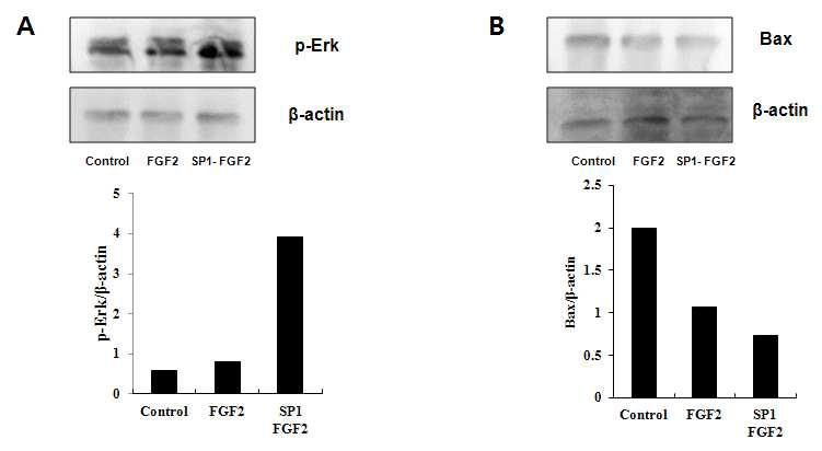 SP1-FGF2(pET21)의 Erk 활성 및 Bax 세포 사멸 억제 효과