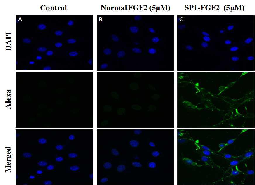 SP1-FGF2의 세포 내 침투 능력 확인(형광현미경 관찰)