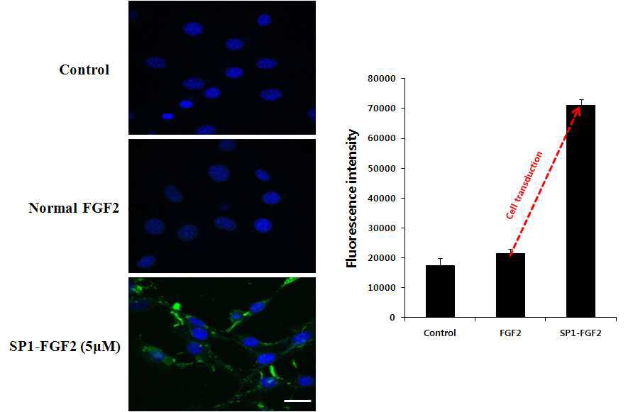 SP1-FGF2의 세포내 침투 능력 정도 측정(Fluorescence intensity)
