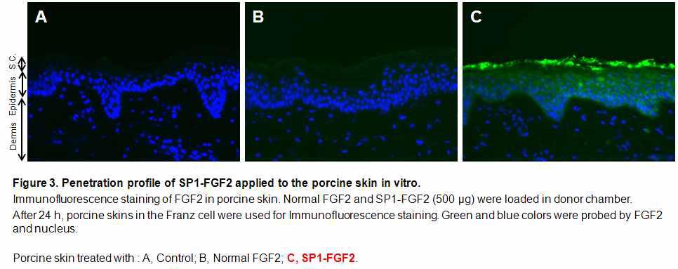 돼지 피부에서 SP1-FGF2의 피부 조직 침투 효능 검사