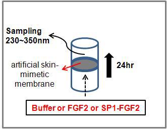Skin PAMPA를 이용한 침투 효율 측정 원리