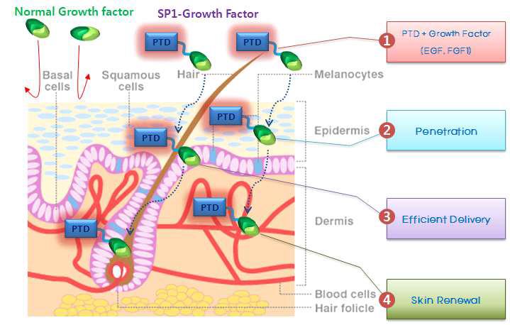PTD 기술이 도입된 SP1-Growth Factor의 개발 모식도
