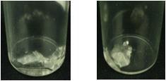 Hard gel of cubic phase; Right: simple formula, Left: Cubilipids formula.