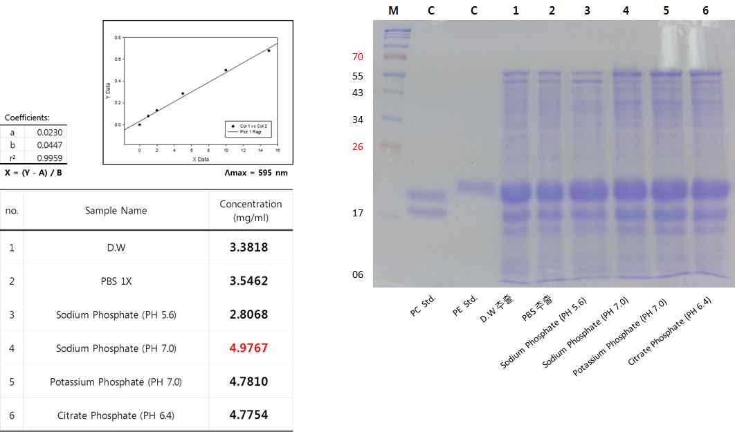 그림 06. 천연 PE 단백질의 추출조건에 따른 총단백질 농도(좌) 및 SDS-PAGE에 의한 분자량 확인 결과(우)