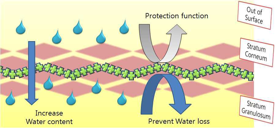 피부각질층에서의 Polyquaternium-51의 역활