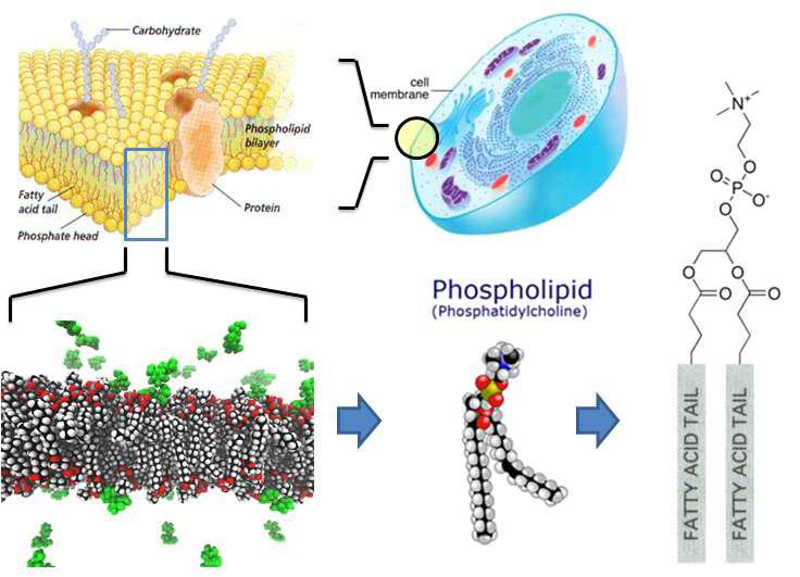 Phospholipid 구조와 세포막의 구성형태