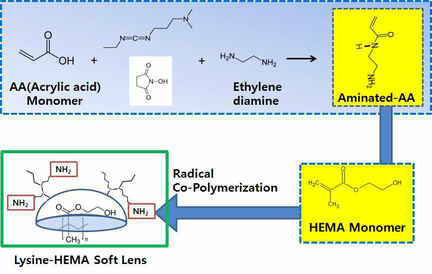 아민기 함유 HEMA 단량체의 합성 및 공중합에 의한 아민기 함유 HEMA 렌즈의 제작 과정