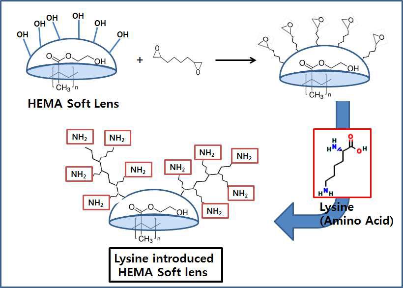 HEMA로 이루어진 소프트렌즈의 표면에 존재하는 OH기의 활성화를 통한 lysine의 표면 고정화 과정의 화학적 모식도
