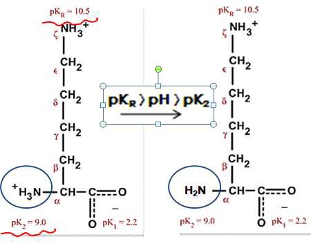 pH에 따른 Lysine의 이온화 경향