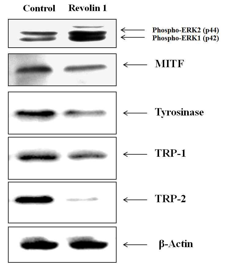 Western blot 을 이용한 Revolin1의 melanogenesis 관련 단백질 발현 억제 효과 확인
