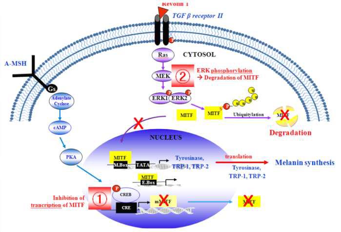 Revolin1 의 melanin 합성 억제 관련 예상 signaling pathway