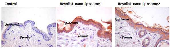 Revolin1 의 skin penetration test 결과