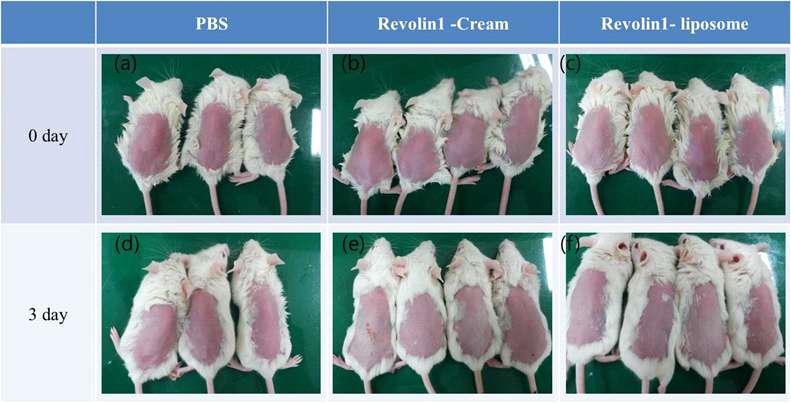 Mouse in vivo 실험을 통한 피부 투과도 연구