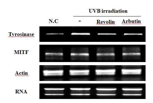 RT.PCR을 이용한 Mouse 피부조직에서의 Tyrosinase, MITF 발현 측정