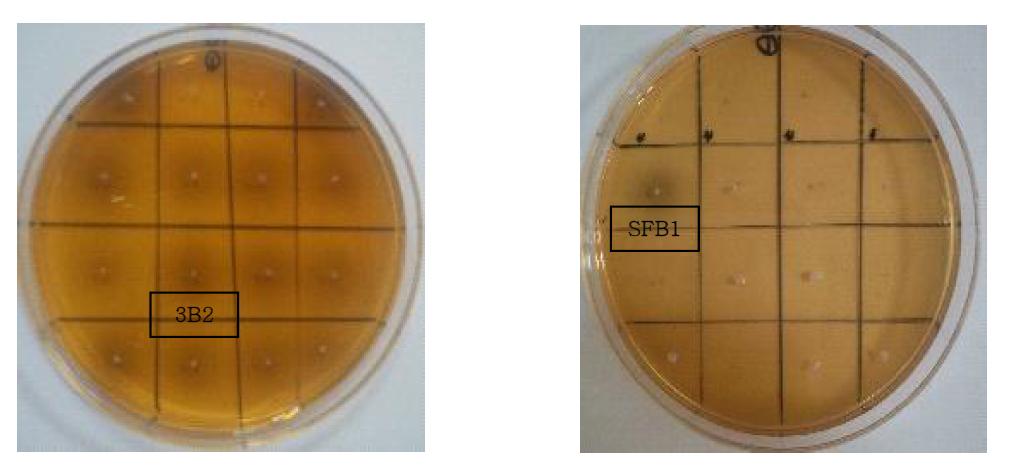 Transferred colonies from infant feces sample to MRS-esculin agar to screening lactic acid bacteria having β-glucosidase activity.