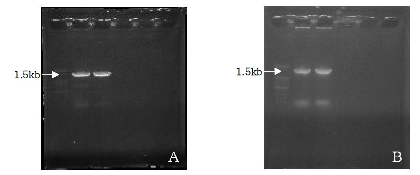 Agarose gel electrophoresis of isolate 3B2(A) and SFB1(B).