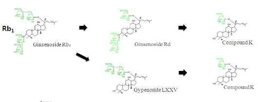 Transfomation pathway of ginsenoside Rb1.