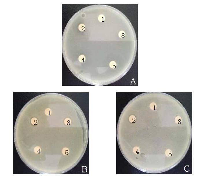 Antimicrobial activities of isolate 3B2 and SFB1 against Listeria monocytogenes KCTC 3710(A), Salmonella enterica subsp. enterica KCTC 1926(B), Staphylococcus aureus KCCM 12256(C).