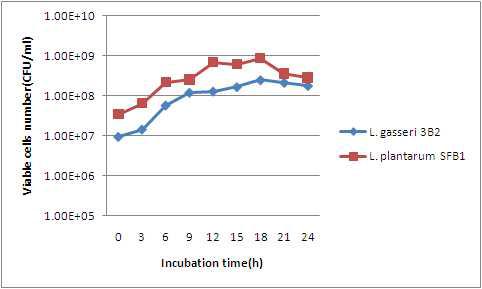 The viable cells count of 10% skim milk medium after inoculation of isolate 3B2 and SFB1.