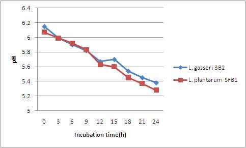 The pH of 10% skim milk medium after inoculation of isolate 3B2 and SFB1.
