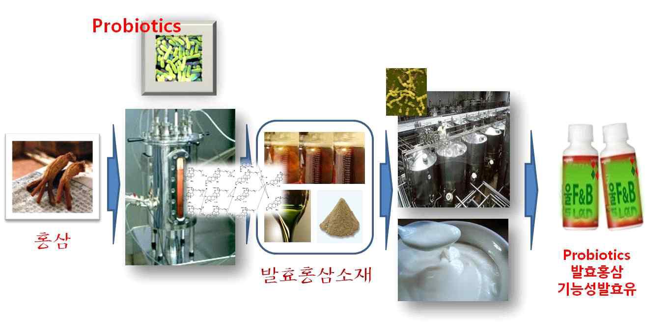 Probiotics를 이용한 홍삼발효제품 및 기능성 음료 제조 기술 개요