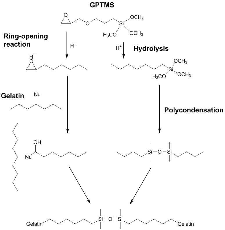 GPTMS와 gelatin간 결합반응 및 배치 예상도