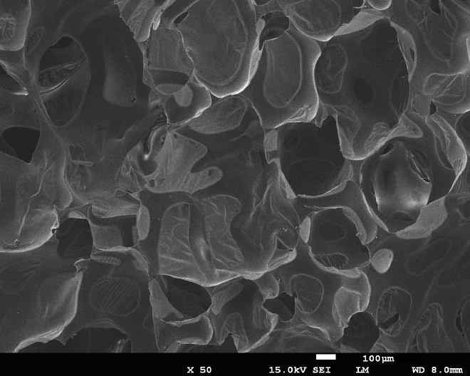 A09 Gelatin 0.24%첨가 PU 담체 SEM 50배