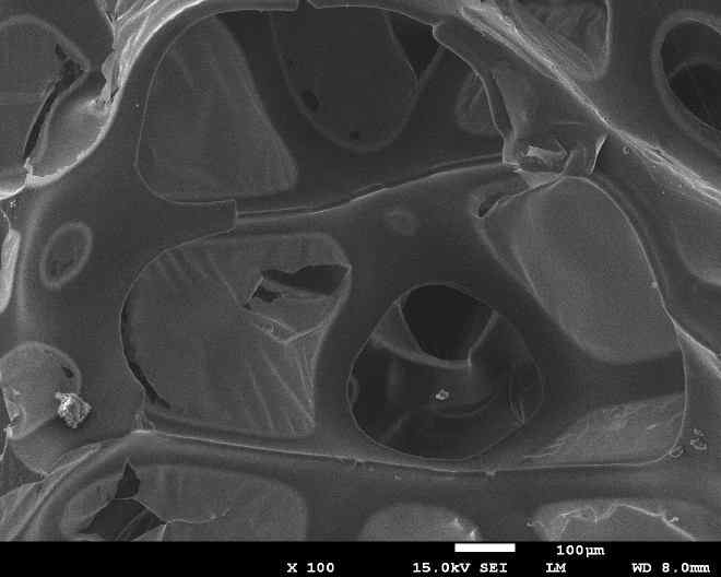 A09 Gelatin 0.24%첨가 PU 담체 SEM 100배