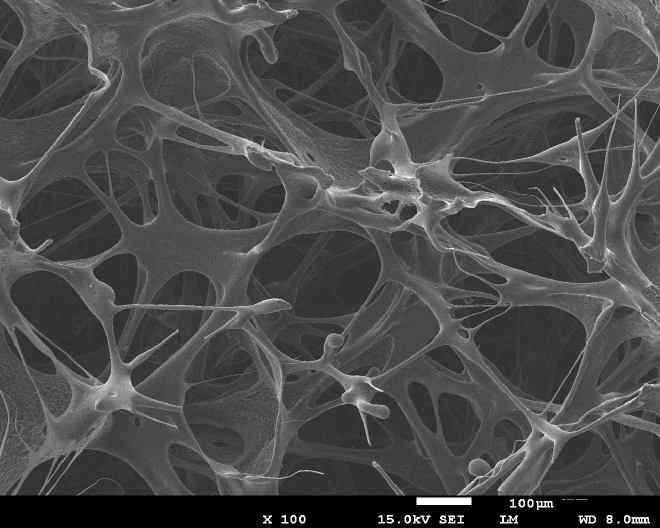 A01 활성탄 0.9% 대량제조 Ge-PVA A/C담체의 SEM 100배 (2)