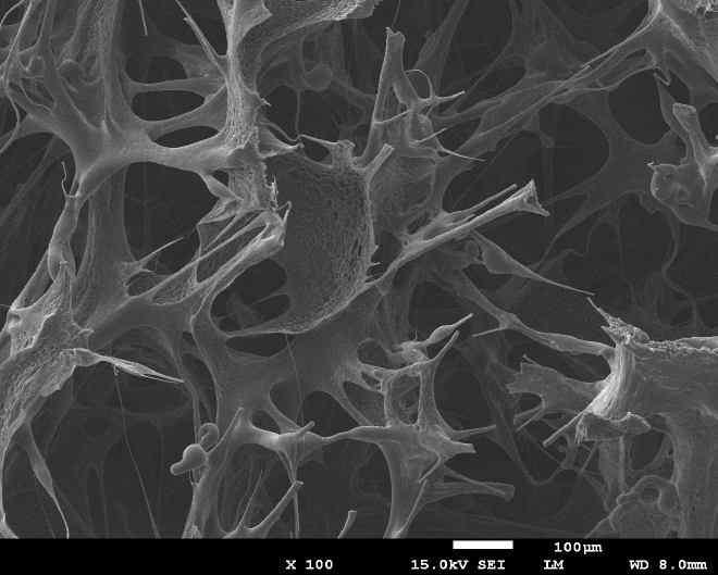 A01 활성탄 0.9% 대량제조 Ge-PVA A/C담체의 SEM 100배 (1)