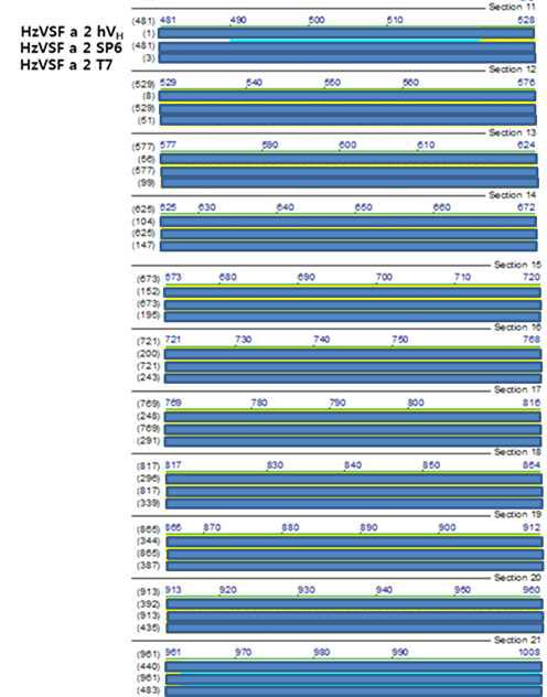 Sequencing 결과와 design된 HzVSF a2 VH의 alignment 결과