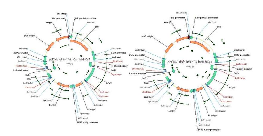 (a)는 pdCMV-dhfr-hVL.hCκ-hVH.hCγ2이며 (b)는 pdCMV-dhfr-hVL.hCκ-hVH.hCγ4 plasmid 임