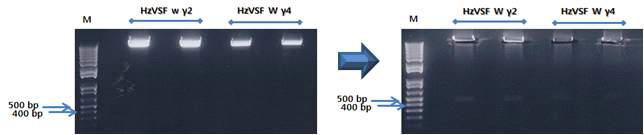 기존 HzVSF w γ2 및 γ4를 EcoRⅠ-HF와 ApaⅠ으로 digest한 결과