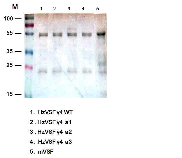 HzVSF a1/a2/a3의 silver staining