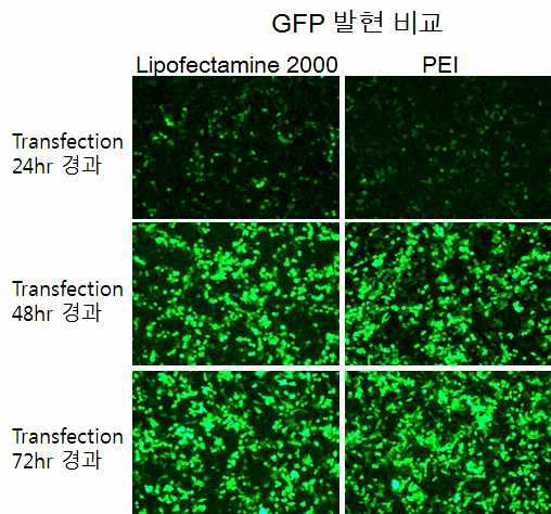 Reagent에 따른 transfection efficiency 비교