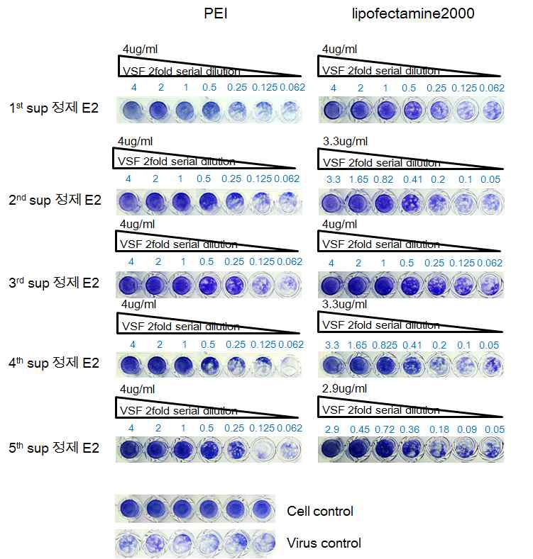 Transfection reagent에 따른 항바이러스능 조사