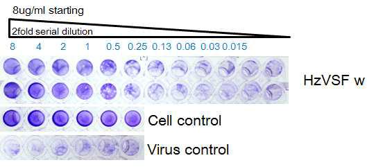 농축 후 HzVSF w의 항바이러스능 조사