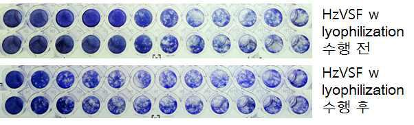 HzVSF w의 동결건조 전⦁후 항바이러스능 조사