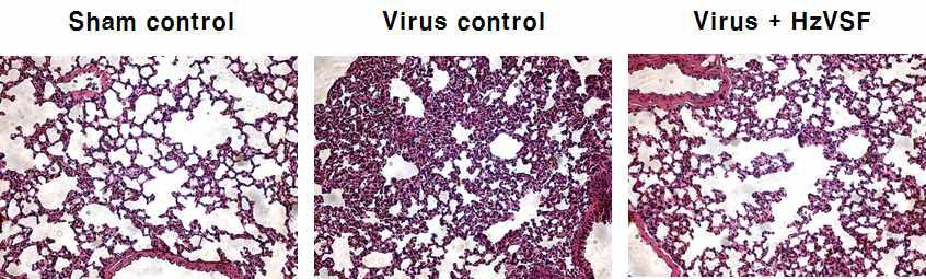 인플루엔자에 대한 HzVSF w의 폐렴 억제 효과