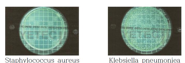 2g/L로 가공된 배지상에서 균주의 형성 상태