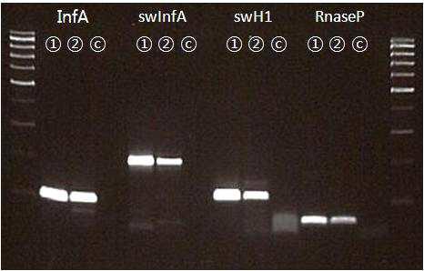 인플루엔자 PCR product의 전기영동 확인.