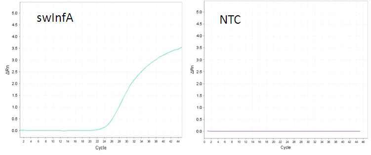 swInfA의 Real-Time PCR 증폭곡선